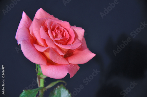 rose-fond sombre