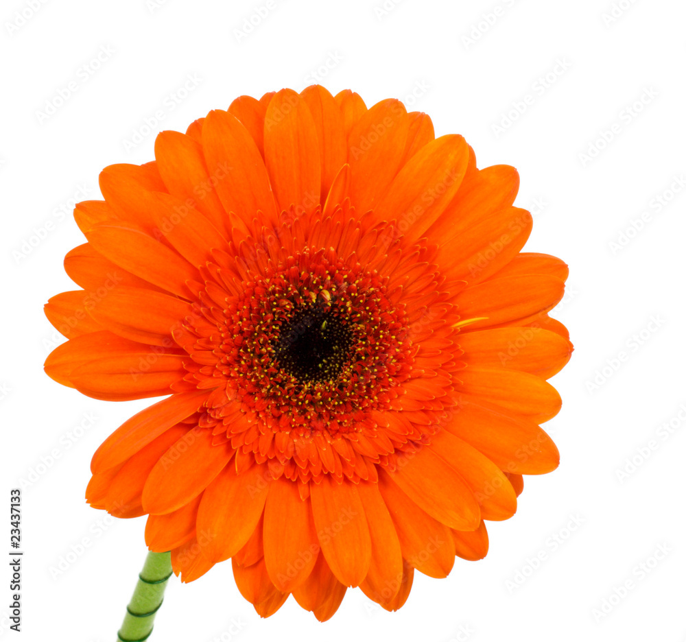 Gerbera Gerbera