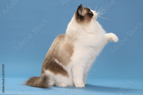Photos ragdoll de profil donnant la patte