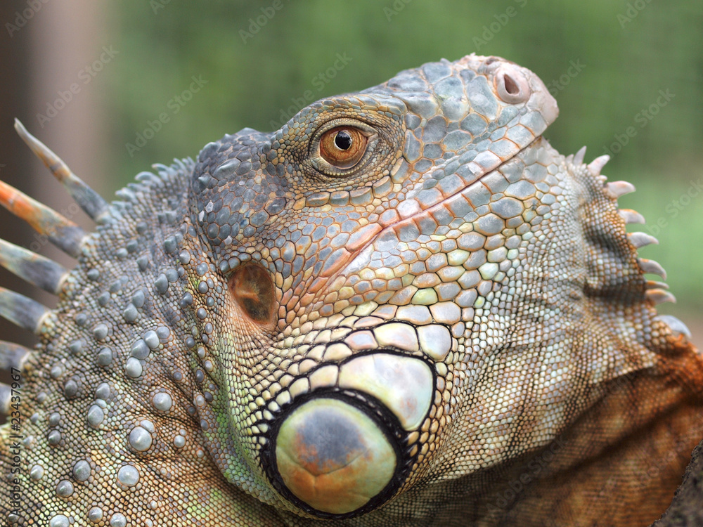 Fototapeta premium Leguan