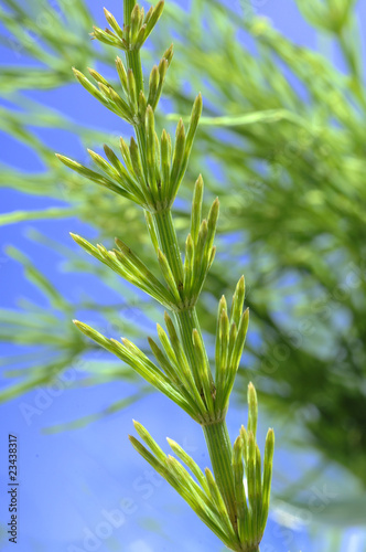 Heilpflanze Equisetum arvense Ackerschachtelhalm