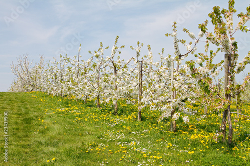 an apple orchard while blooming. sunny day