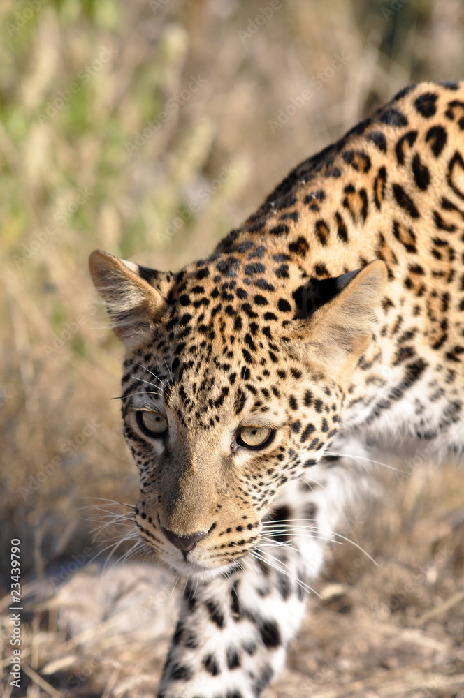 Leopard approaching Leopard approaching