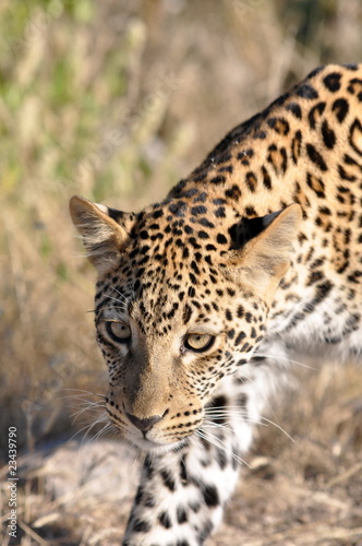 Leopard approaching