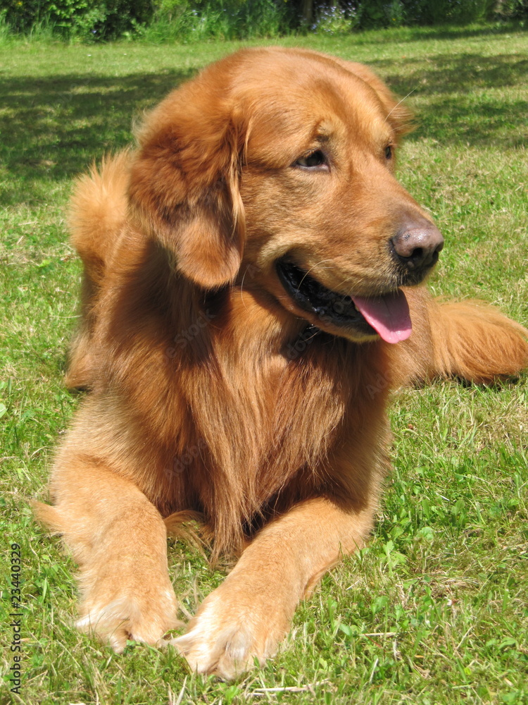 Obraz premium Golden Retriever