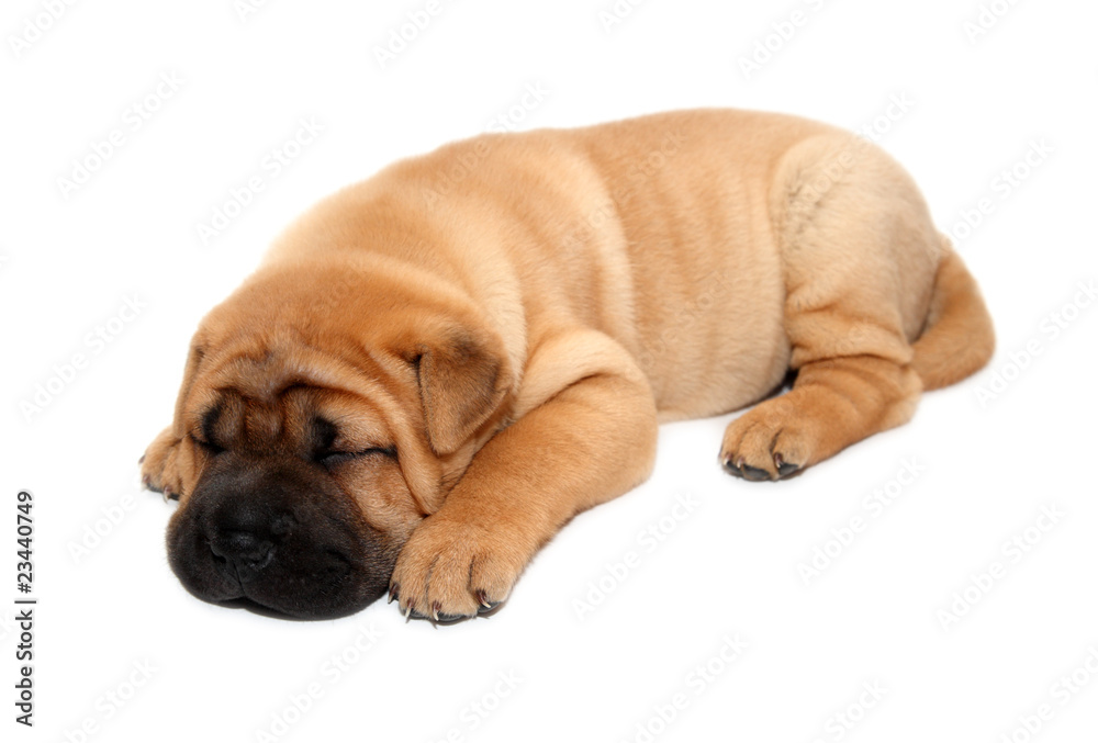 shar pei puppy dog sleeping