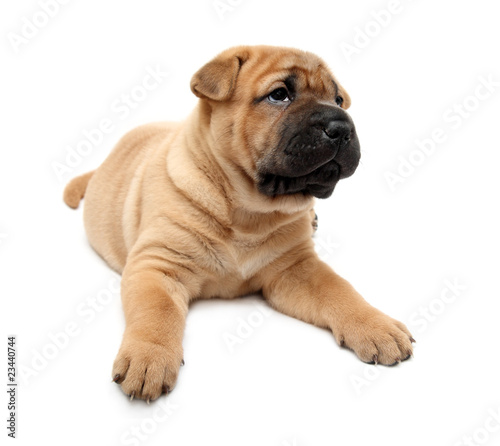 shar pei puppy