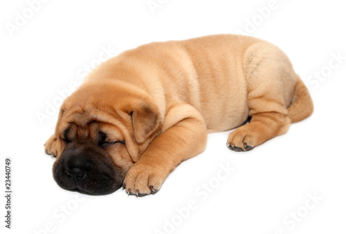 Photography shar pei puppy dog sleeping
