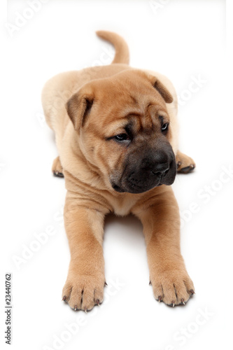 shar pei puppy © Kokhanchikov