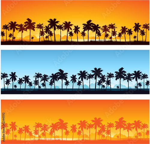 Palm tree landscape