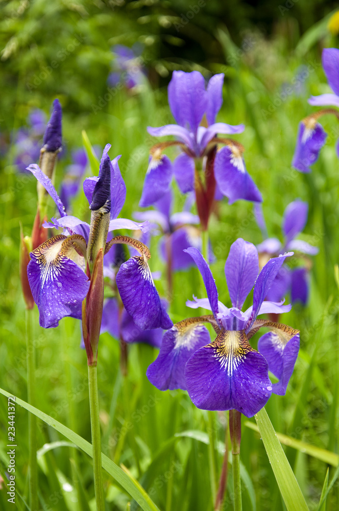 Iris sibirica