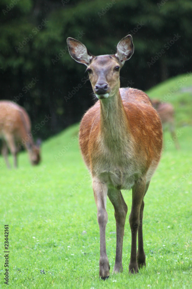Fototapeta premium Sikawild