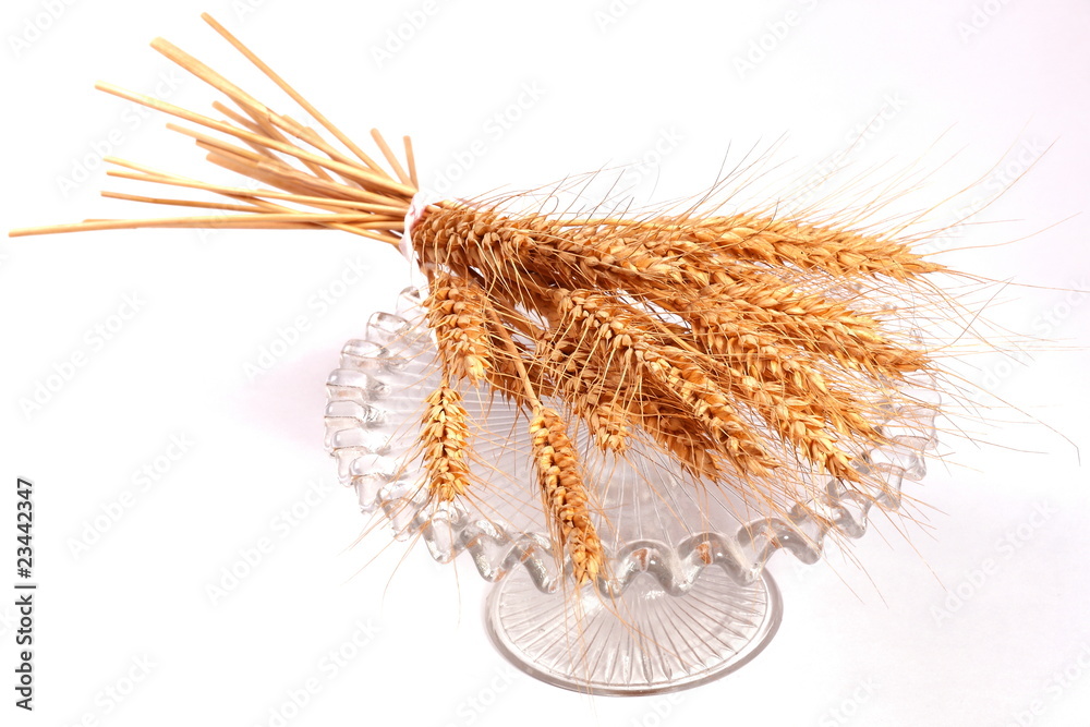 Obraz premium spighe di grano