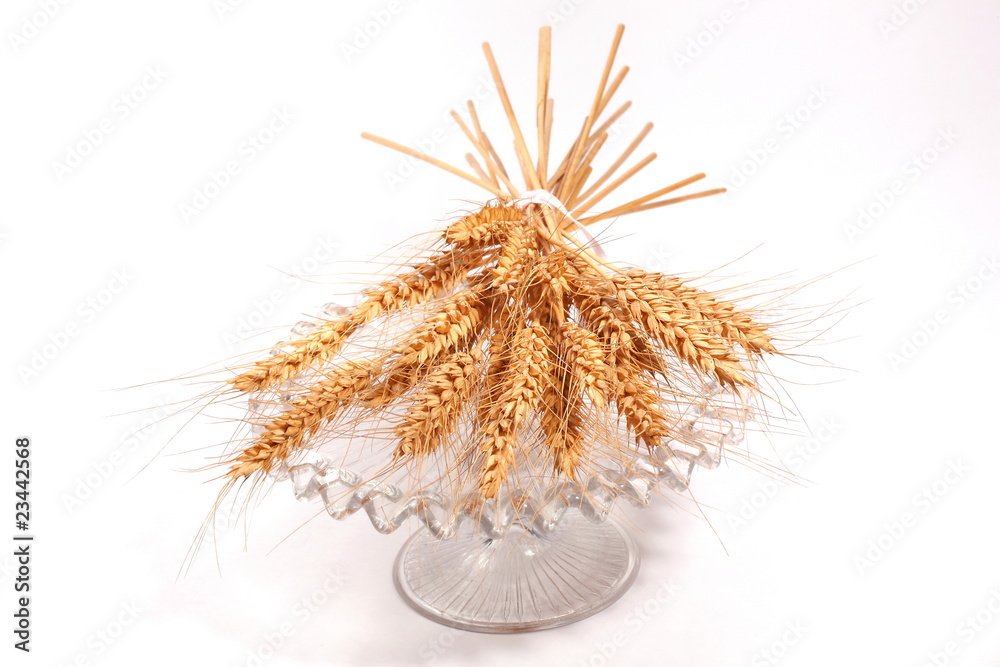 Obraz premium spighe di grano