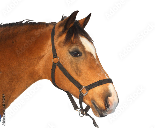 Beautiful brown horse, isolated