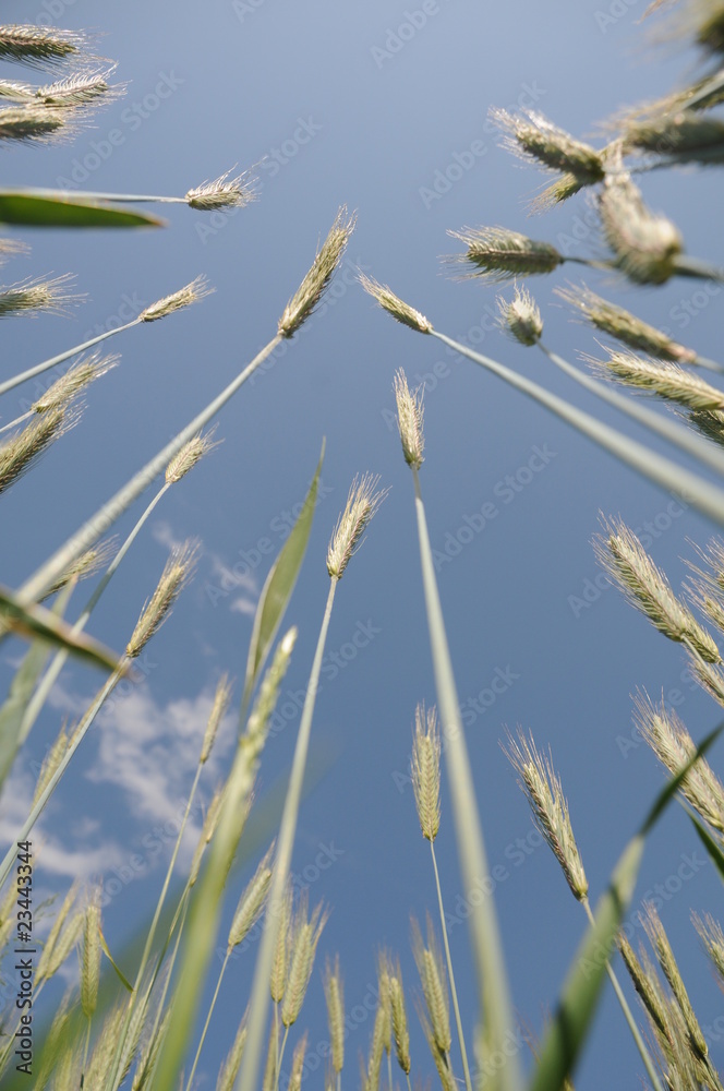 feld blau feld blau