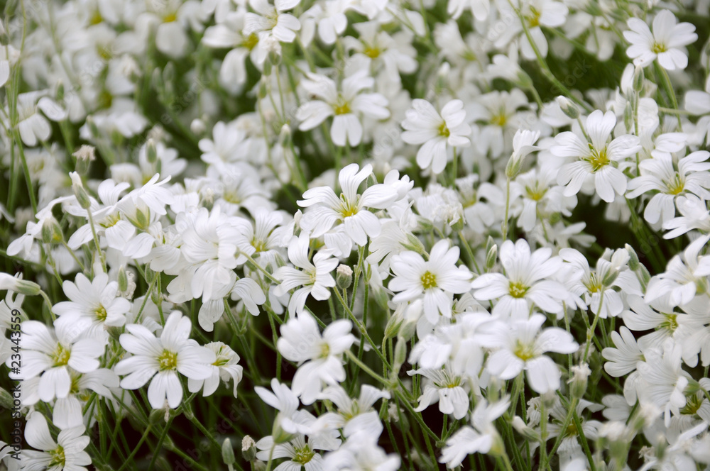 White flowers