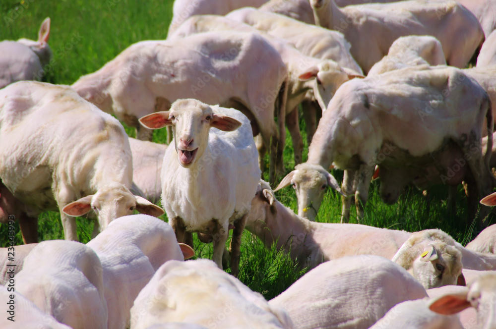 Fototapeta premium Schaf - sheep 29