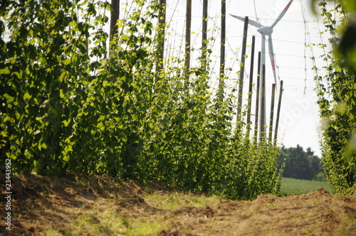 hopfen technologie photo