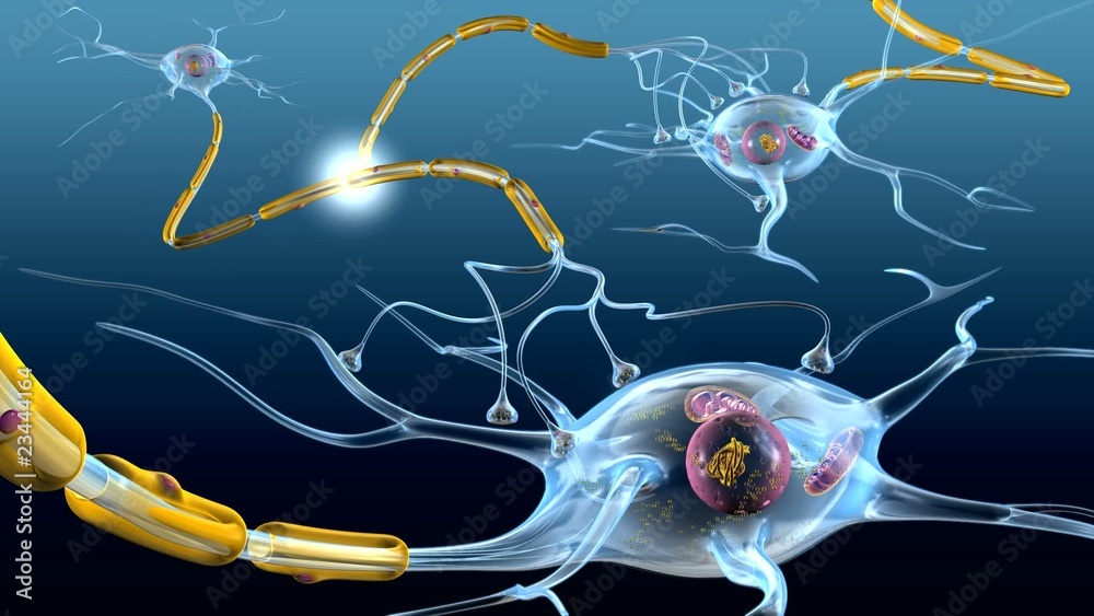 Active neurons with dendrites, axons, myelin sheath, schwann cells and synapse, medically accurate 3D animation