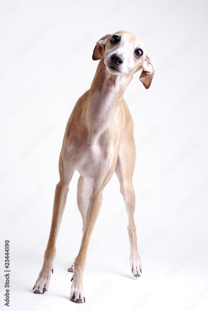 dog Italian greyhound