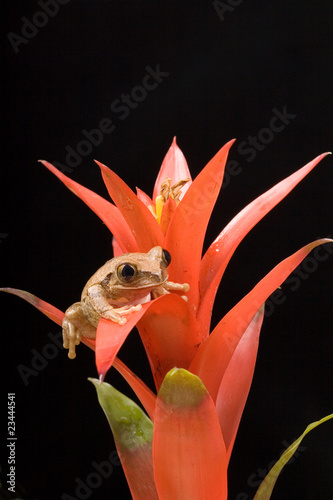 Marbled Reed Frog