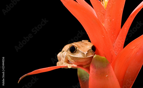 Marbled Reed Frog on Plant