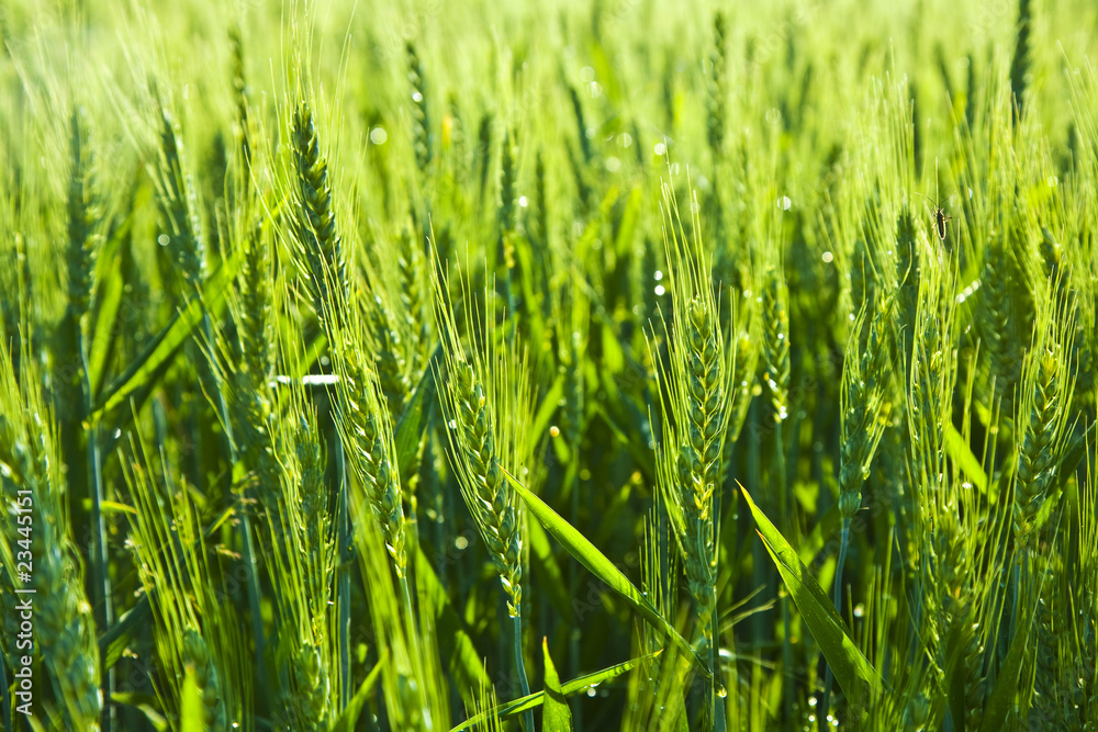 Obraz premium Green spica of corn in acre