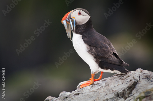 Puffin with Sandeels © S.R.Miller