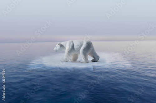 cambio climatico oso polar en pequeño iceberg photo