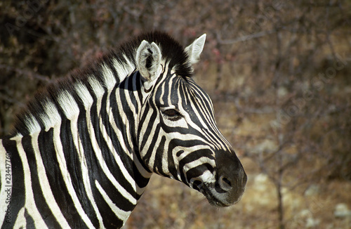 Plain zebra  Etosha National Park  Namibia