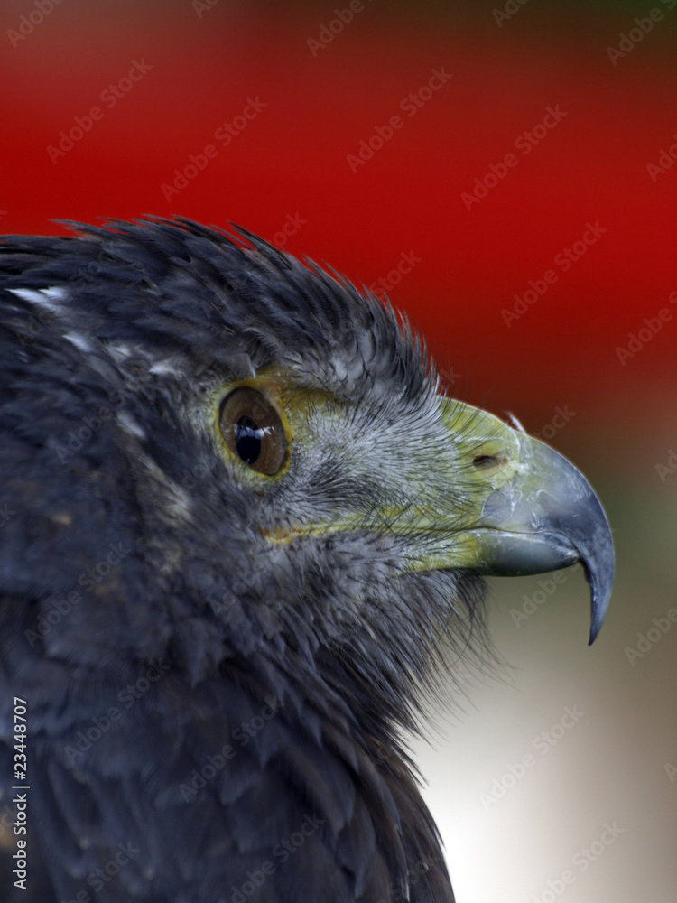 Fototapeta premium aguila