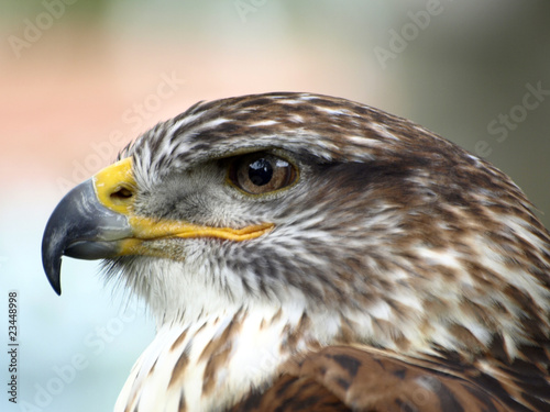 Fotografía aguilucho