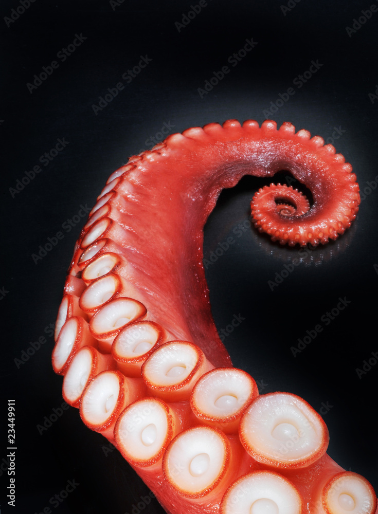 Octopus Tentacle Stock Photo Adobe Stock