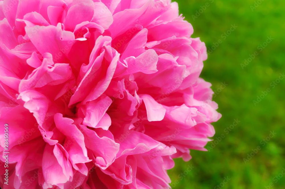 Beautiful Pink Peony