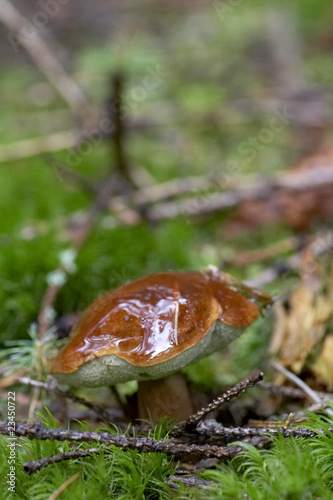 mushroom (talcum powder)