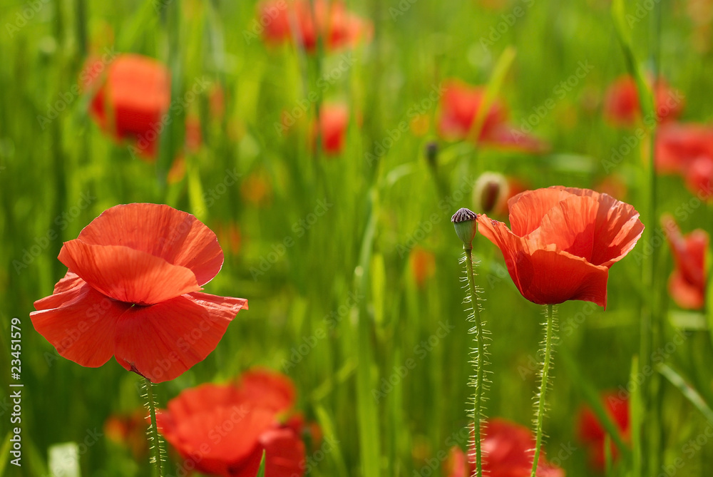 Fototapeta premium poppies in the cereal crop