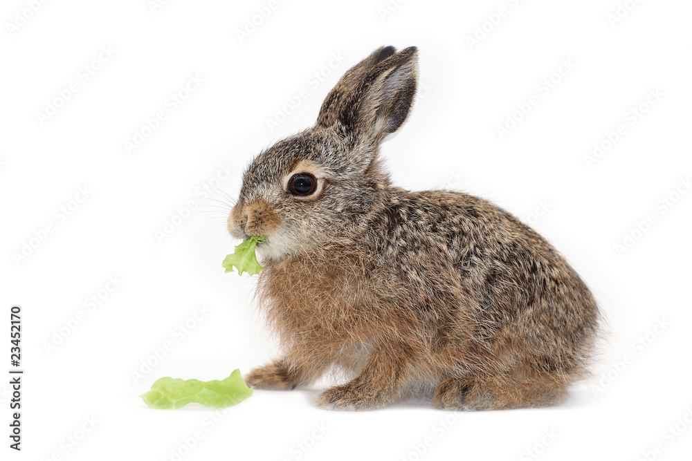 Obraz premium isolated easter rabbit