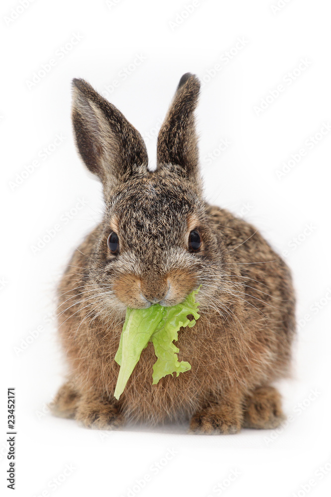 Fototapeta premium Isolated european hare