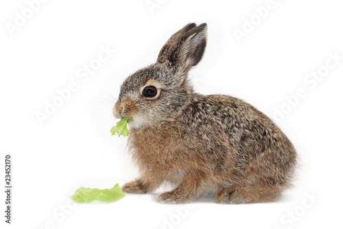 isolated easter rabbit