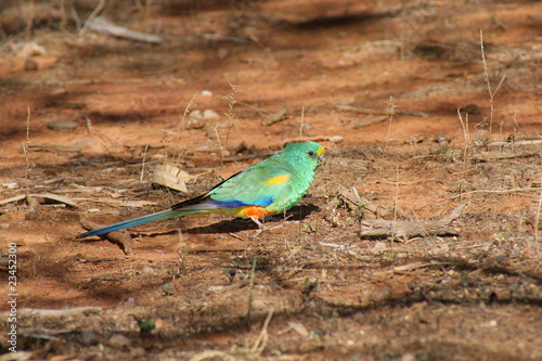 Mulga Parrot