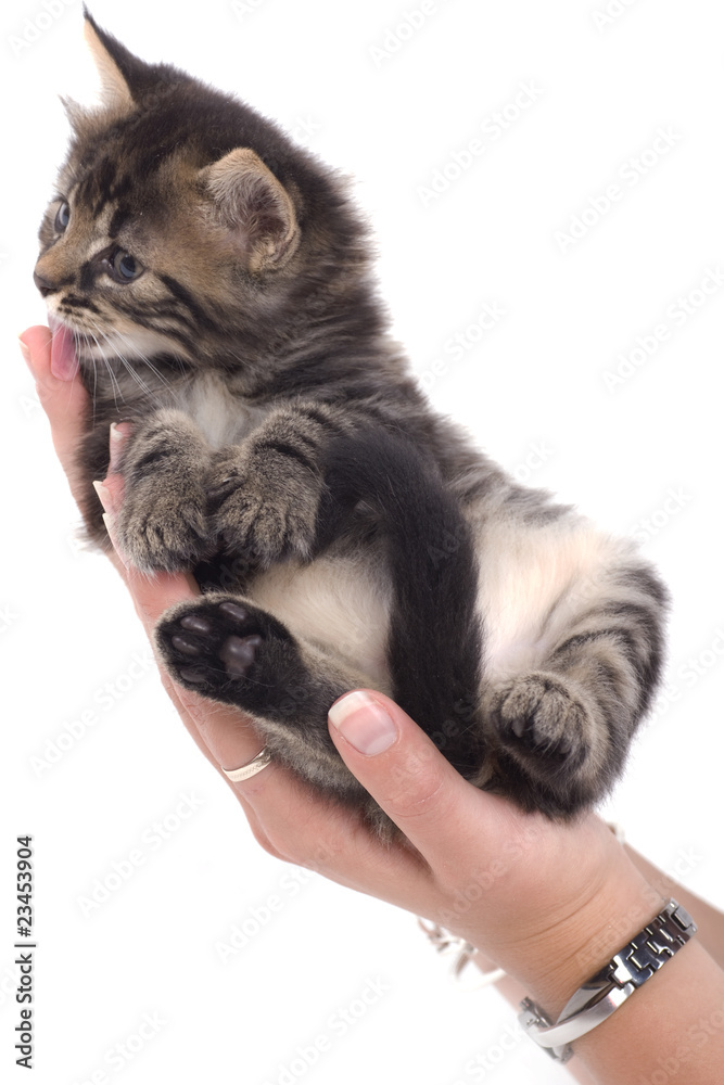 chaton tigré qui lèche les mains de sa maîtresse Stock Photo Adobe Stock