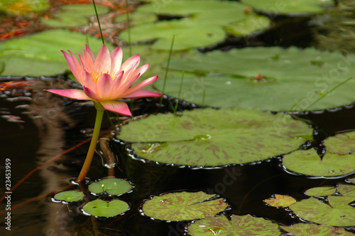 Pink Water Lily (Nymphaea alba) Surrounded by Lily Pads