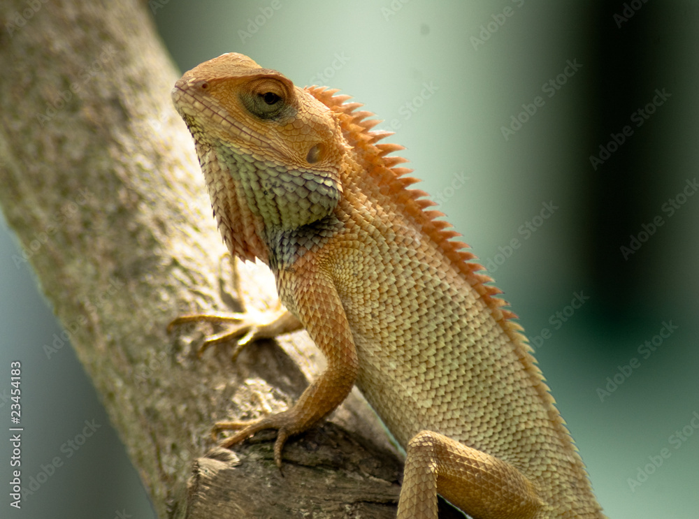 Obraz premium Iguana
