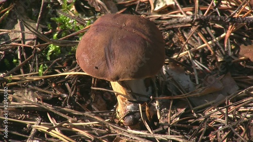 Mushroom