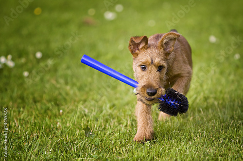 Irish Terrier Welpe -  12 Wochen alt photo