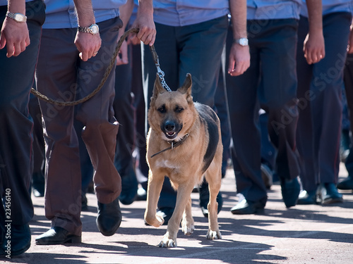 k-9