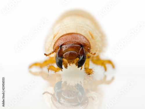 agricultural pest maggot larva