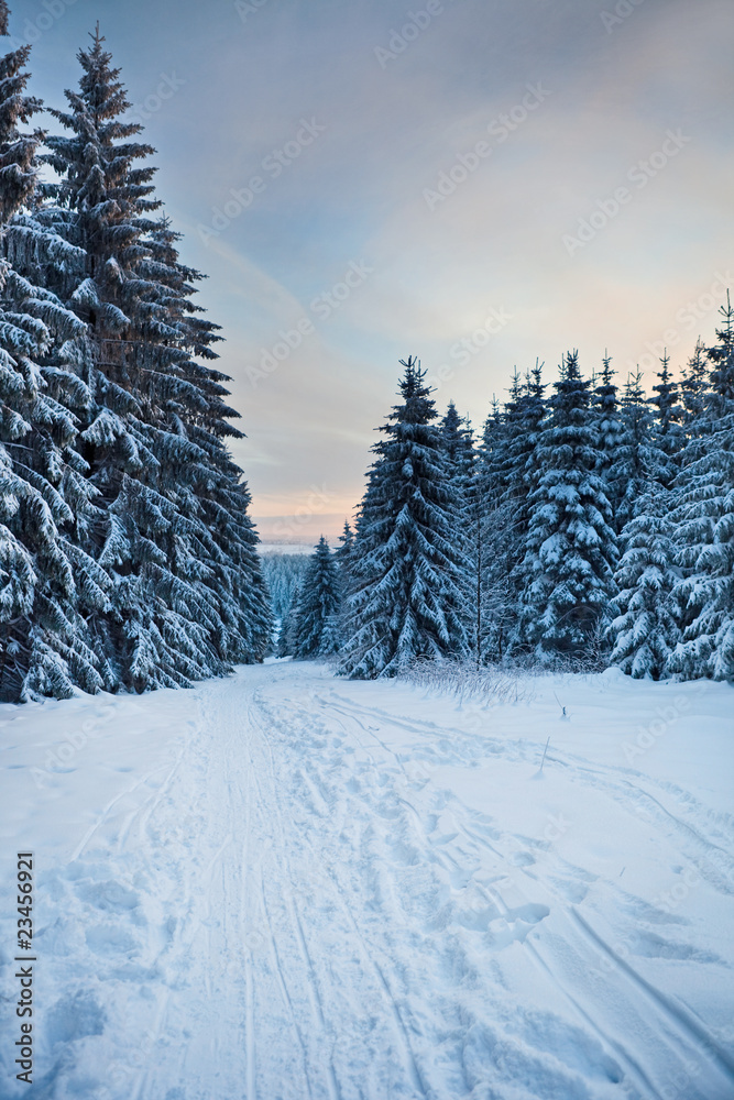 Fototapeta premium winter forest in Harz mountains, Germany