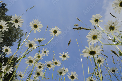 Blumen, Blumenwiese